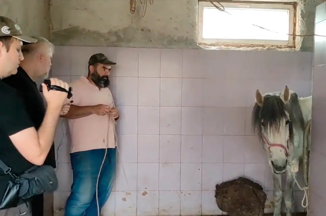 Разговор с забойщиком лошадей в Турции о древнеримских жертвоприношениях коней-чемпионов